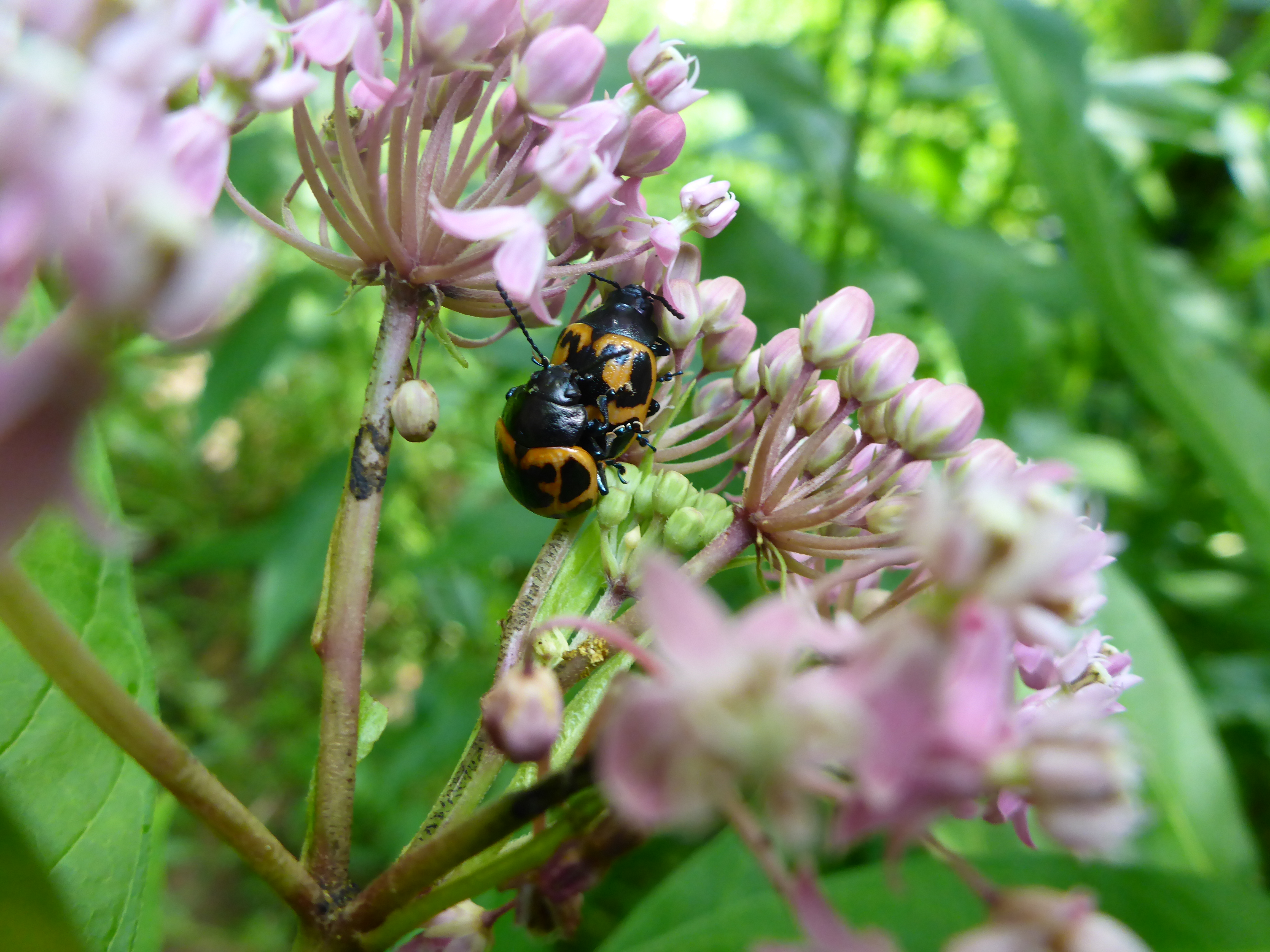 Ladybugs (Woolper Creek) PC: Liz Fet