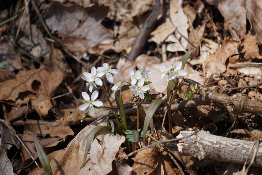 Spring Beauties (Claytonia virginica)