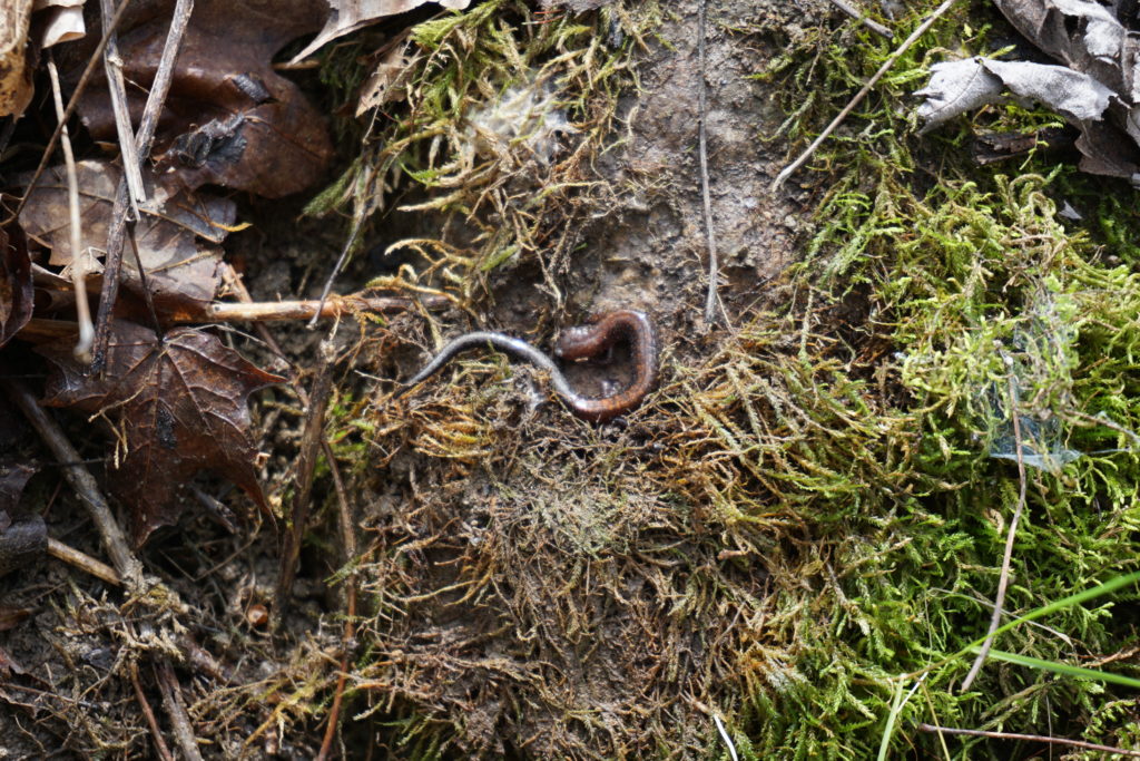 Red-Backed Salamander (Plethodon cinereus)