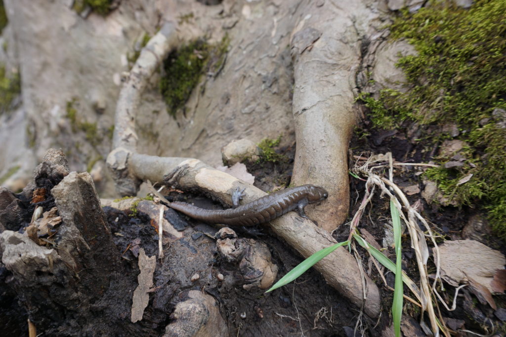Streamside Salamander (Ambystoma barbouri)