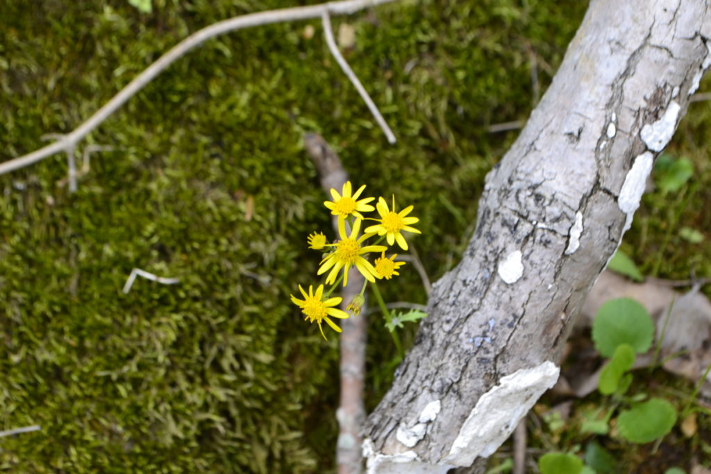 Golden Ragwort (Packera aurea)_042818