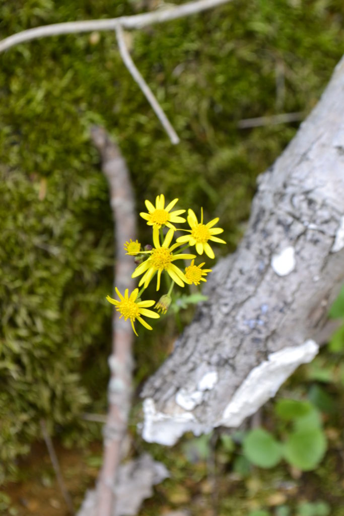 Golden Ragwort (Packera aurea)_042818_2