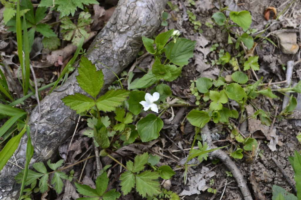 Sweet White Violet (Viola blanda)_042818