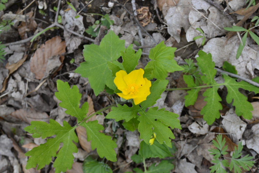 Wood Poppy (Stylophorum diphyllum)_042818_2