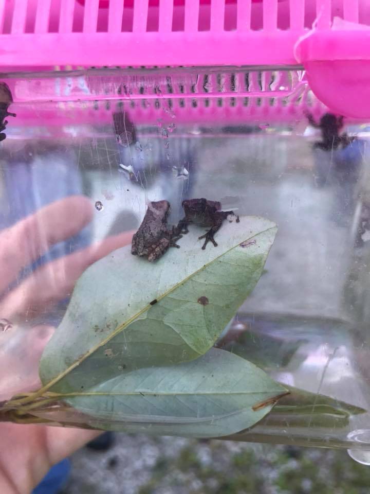 Gray Tree Frogs raised in the BCCDKY Office @ YMCA Camp Ernst