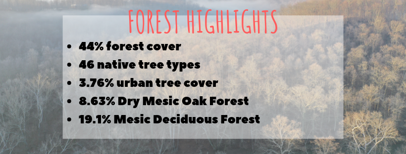 highlights_forest