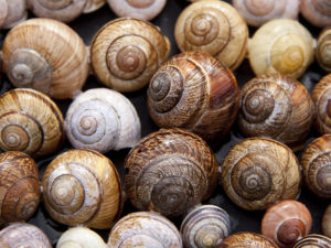 snail-shells-65358_1920