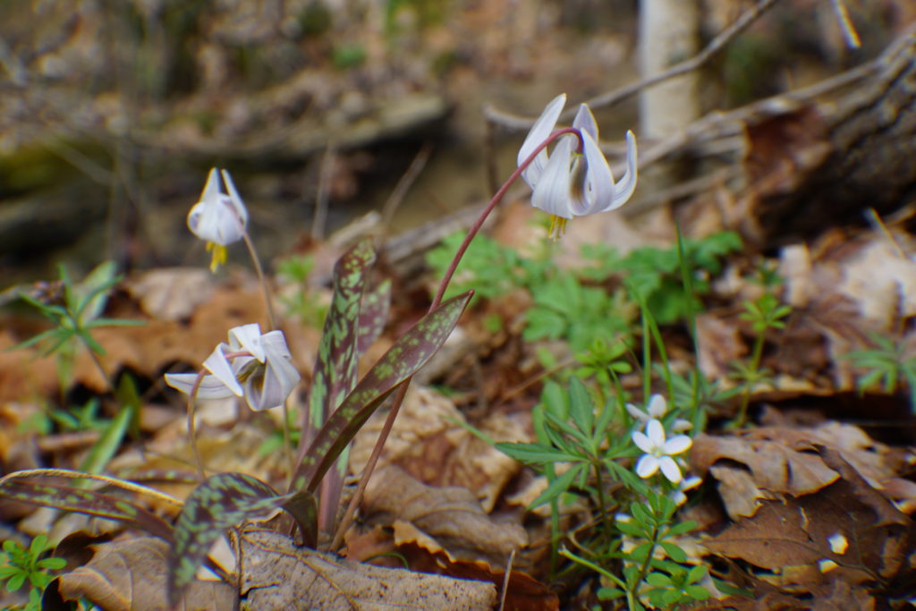 Trout Lily
