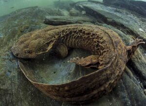 hellbender