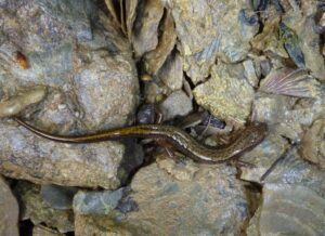 Northern Two Lined Salamander