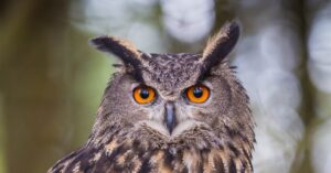 Owl-header
