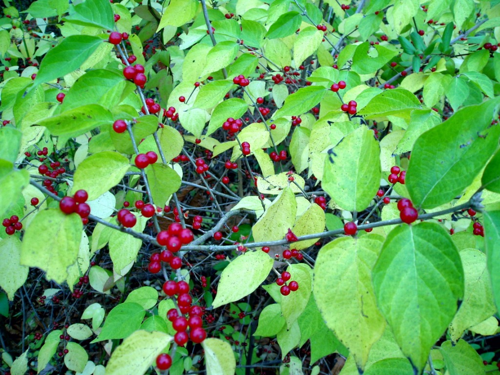 Amur Honeysuckle