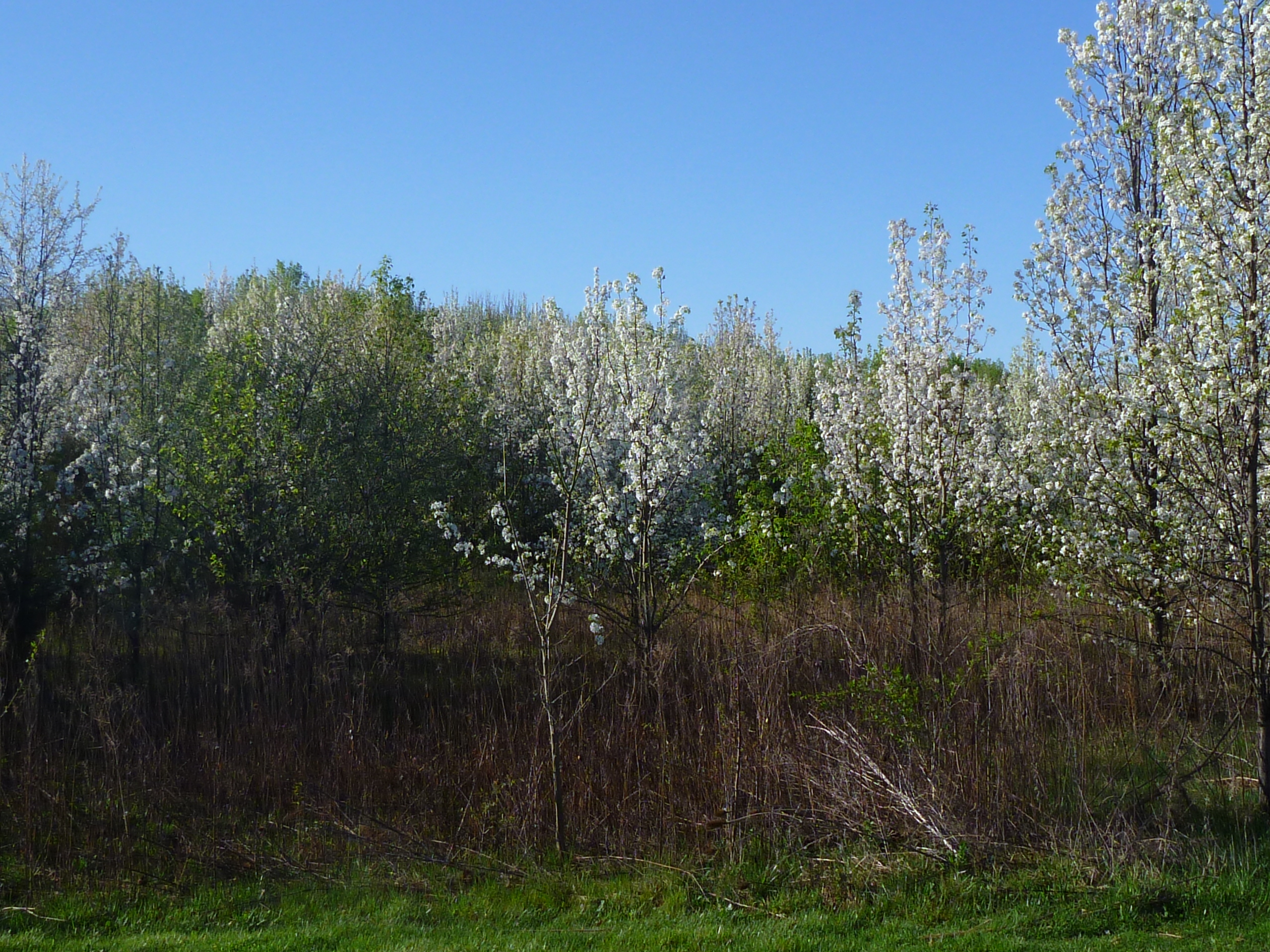 Callery Pear