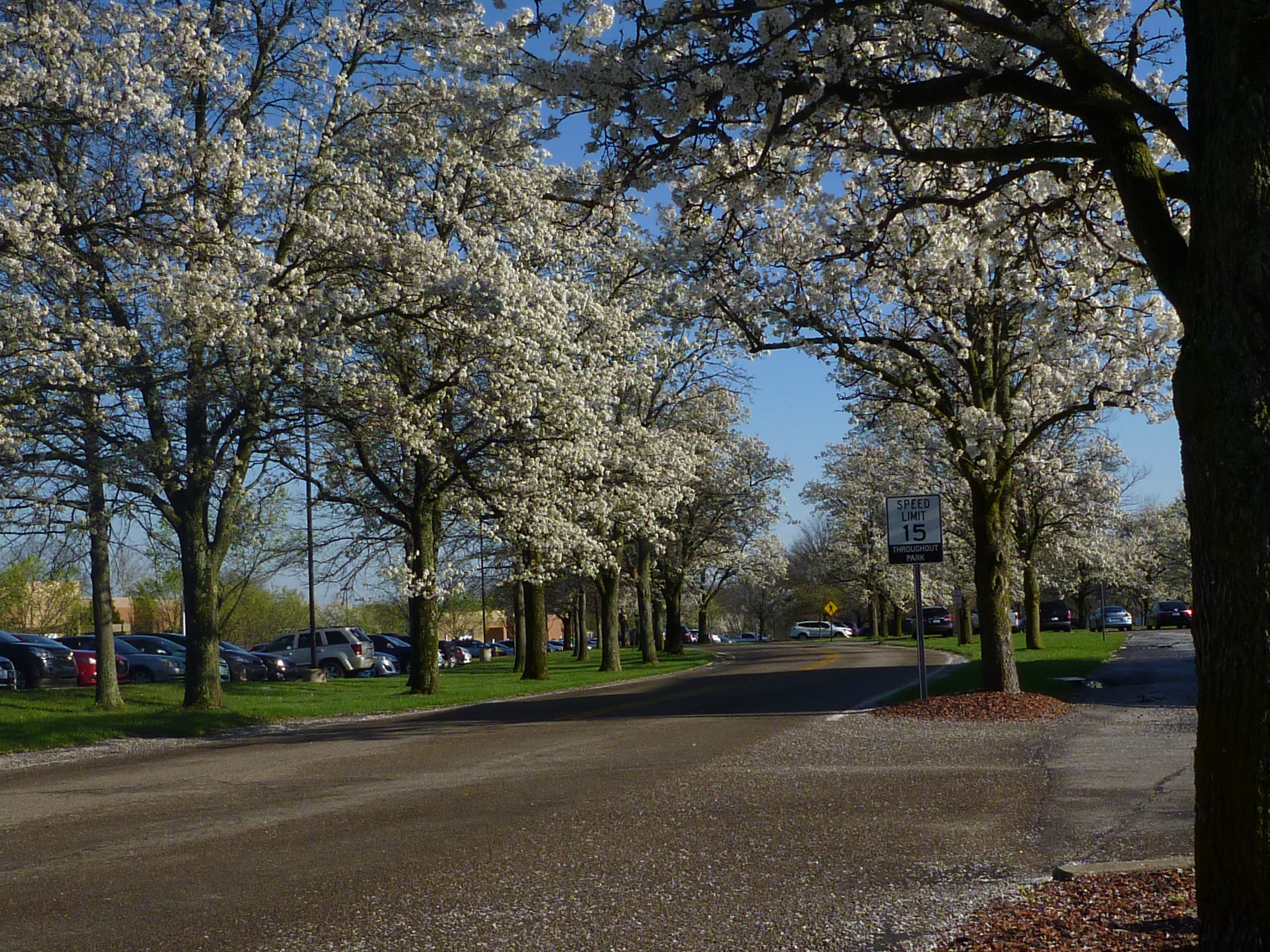 Callery Pear