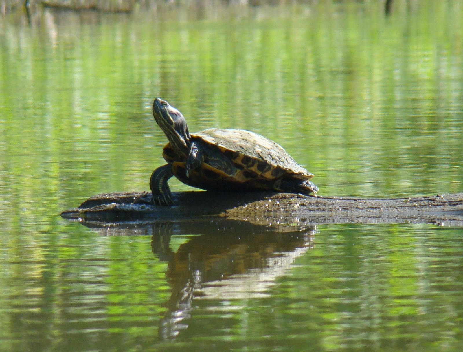 Gunpowder Creek Watershed Initiative – Boone County Conservation District