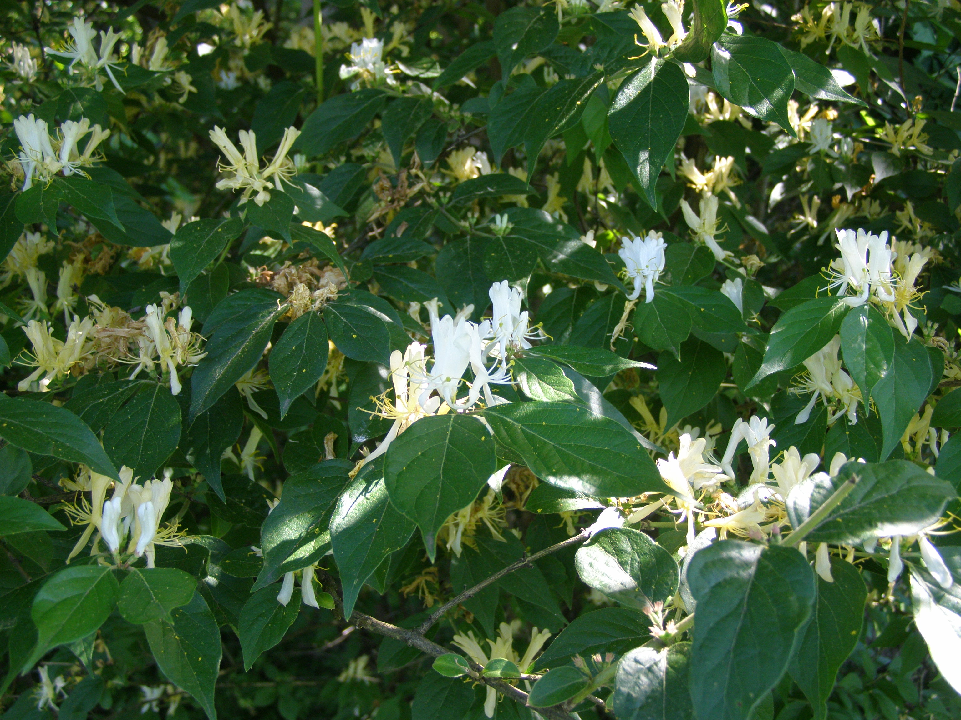 Amur Honeysuckle