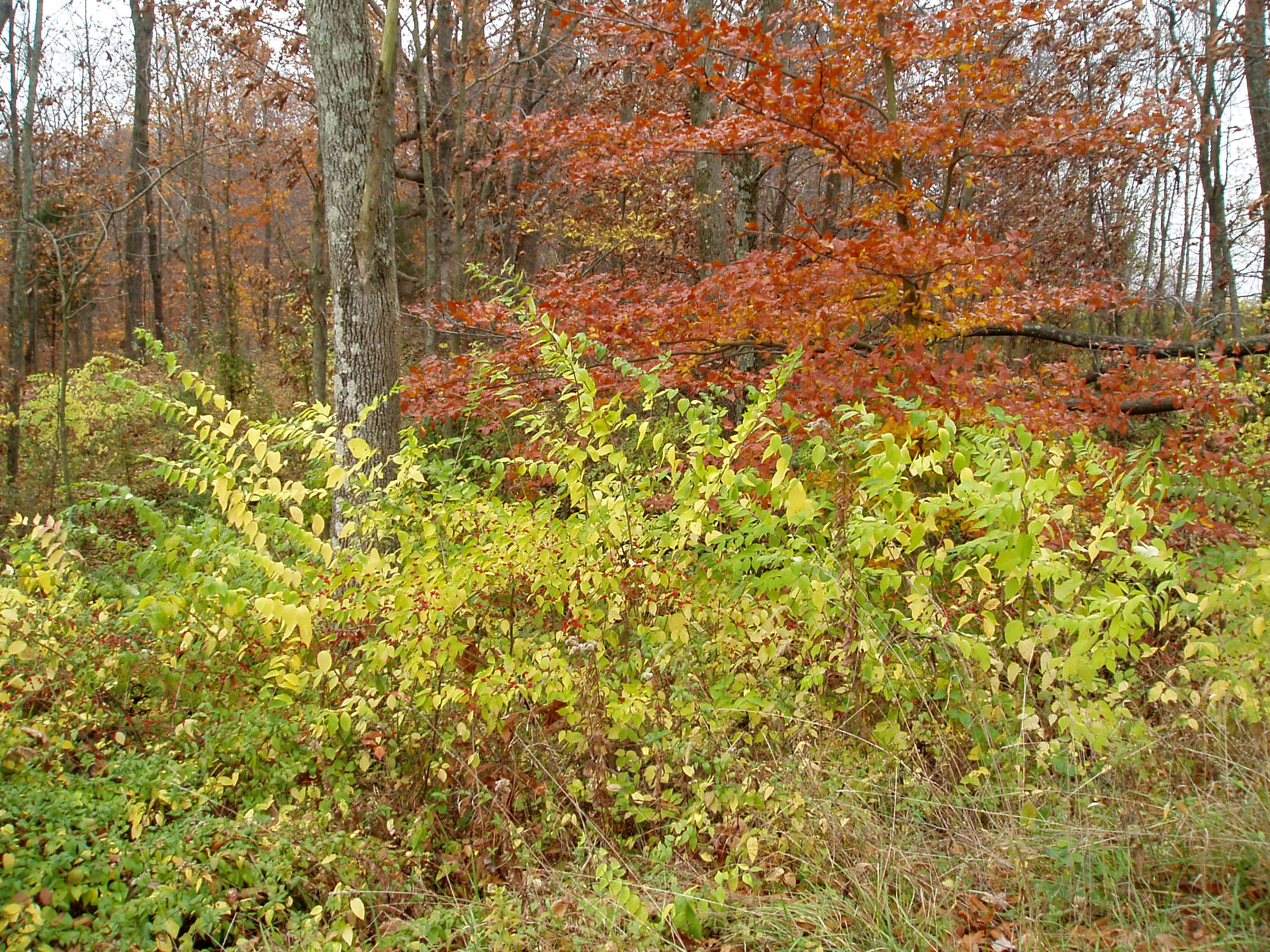 Amur Honeysuckle