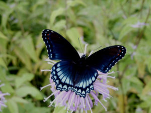 Red Spotted Purple 2