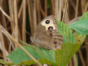 common wood nymph