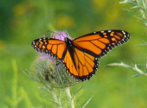 monarch on thistle 001