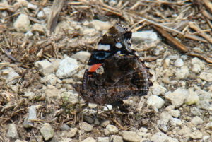 painted lady 2