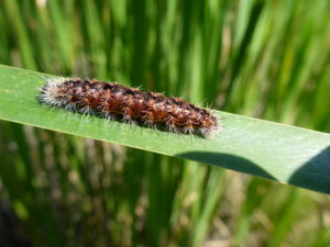 Cattail Caterpillar (Acronicta insularis) PC: Liz Fet