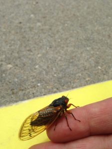 Cicada (Cicadidae)_052517 PC: Liz Fet