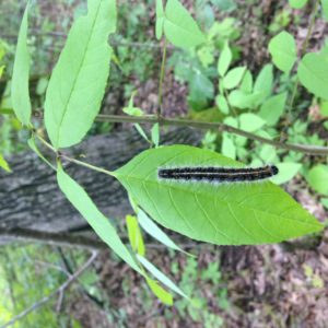 Eastern Tent Caterpillar (Malacosoma americanum)_051116