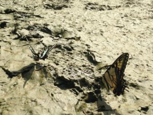 Eastern Tiger Swallowtail (Papilio glaucus) PC: Liz Fet