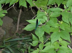Ebony Jewelwing Damselfly (Calopteryx maculata)_052814 PC: Liz Fet