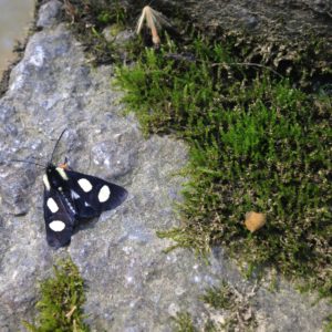 Eight-Spotted Forester Moth (Alypia octomaculata)_042516 PC: Liz Fet