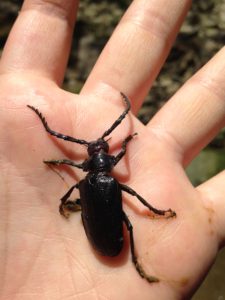 Giant Root Borer Beetle (Prionus californicus) PC: Liz Fet