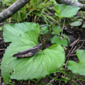 Short-Horned Grasshopper (Caelifera)_051316 PC: Liz Fet