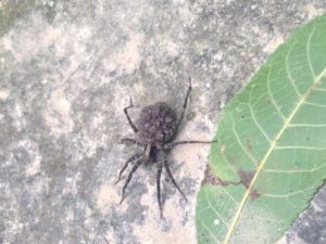 Thin-Legged Wolf Spider (Pardosa milvina) PC: Liz Fet