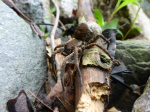 Wolf Spider (Lycosidae)_061314 PC: Liz Fet