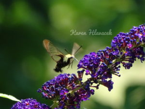 Hummingbird Clearwing Moth (Hemaris thysbe) PC: Karen Hlavacek