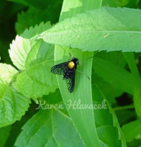 Snipe Fly (Rhagionidae) PC: Karen Hlavacek