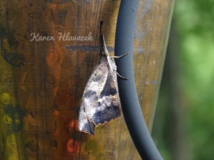 Snout Butterfly (Libytheana carinenta) PC: Karen Hlavacek