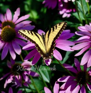 Tiger Swallowtail (Papilio glaucus) PC: Karen Hlavacek