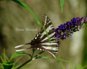 Zebra Swallowtail (Eurytides marcellus) PC: Karen Hlavacek