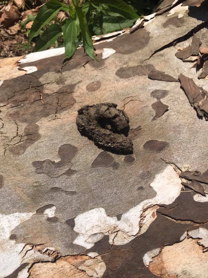 Possible raccoon scat at Piner Property @ Big Bone Lick State Historic Site