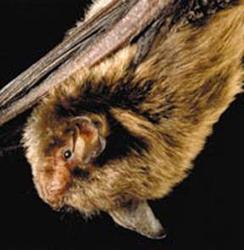 bat