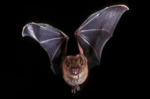 Bats-structures-organs-sound-frequencies-signals-contexts