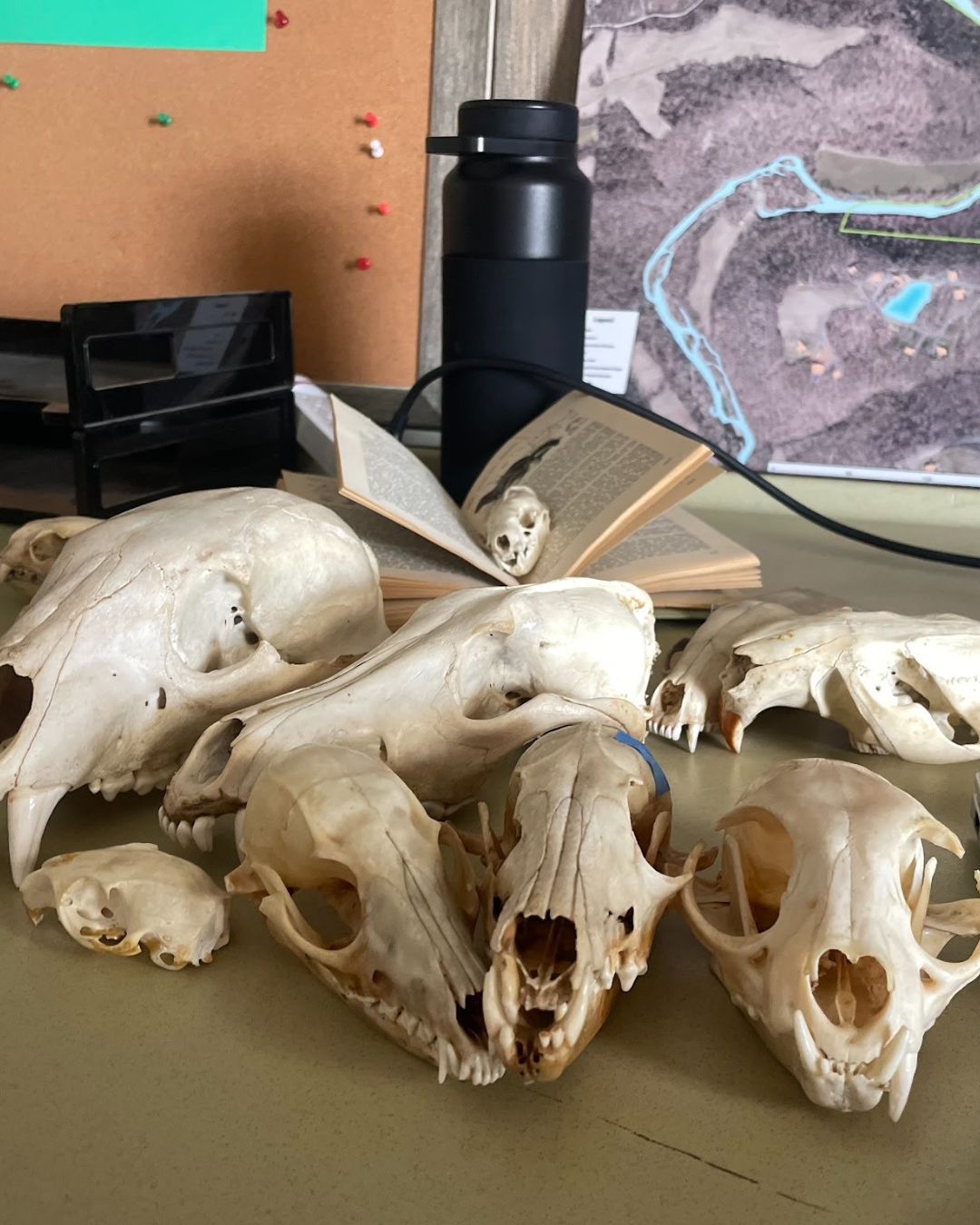 Skulls from BCCD