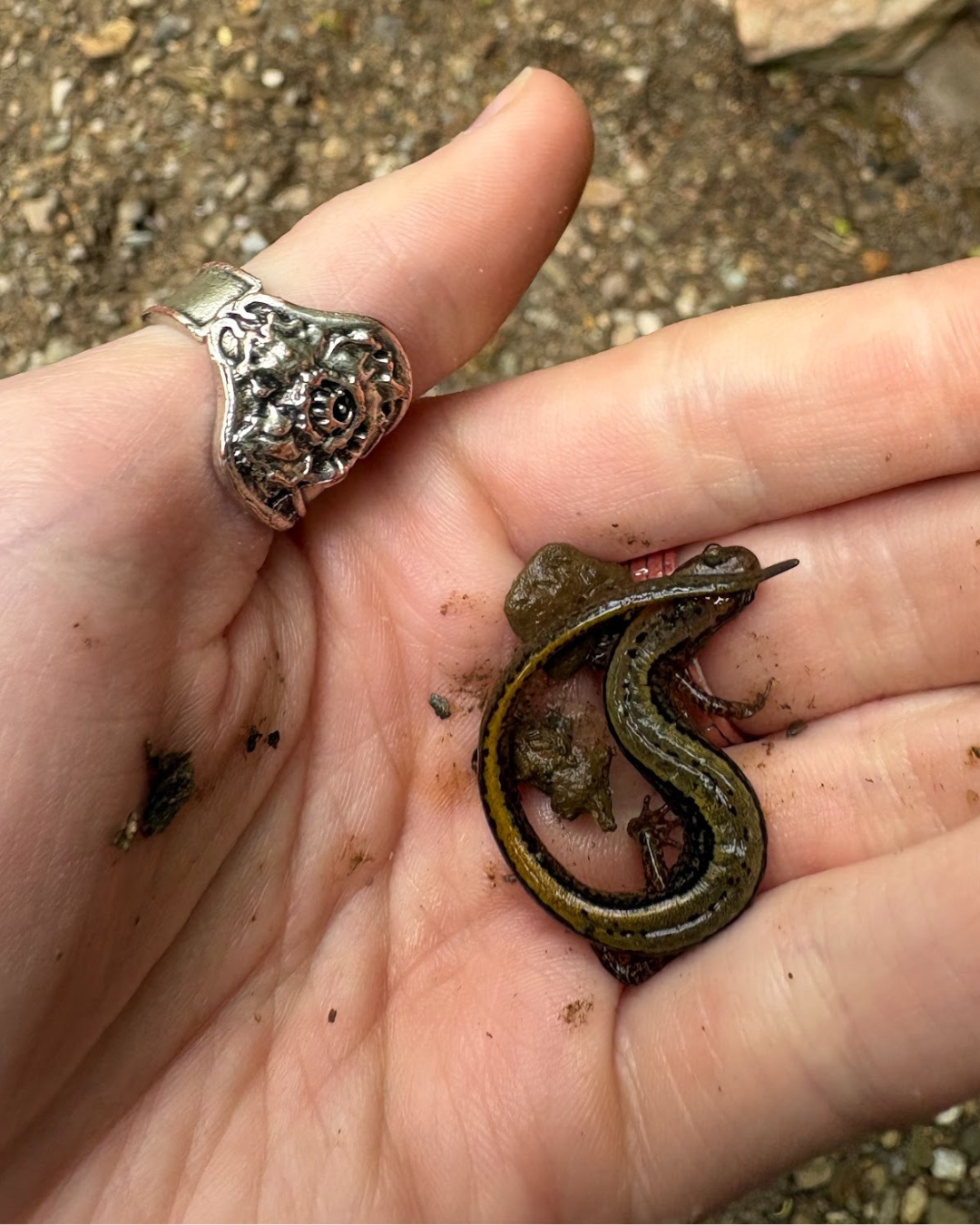 Two Lined Salamander