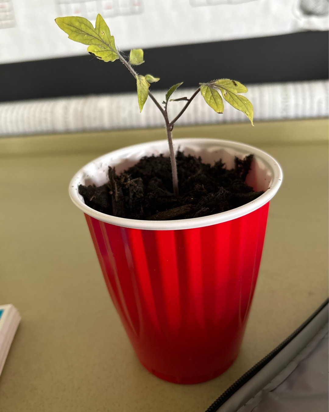 My new tomato plant I will be growing this summer given to me by Angie from UK extension office 