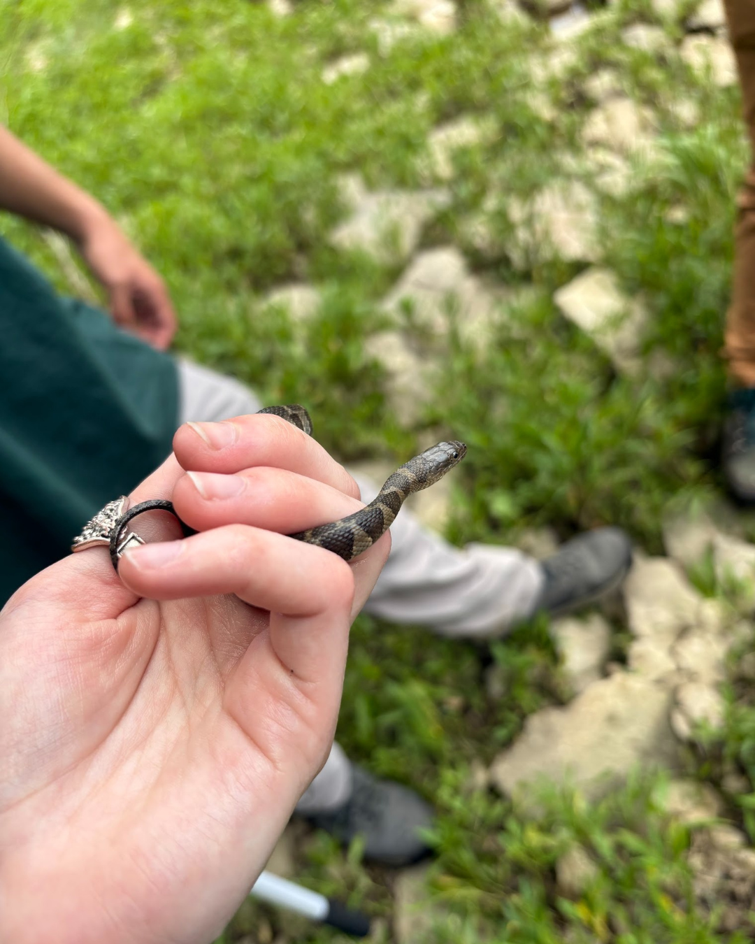 Water snake at Gunpowder Creek