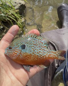 Long eared sunfish