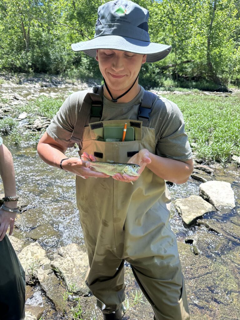 Rainbow Trout