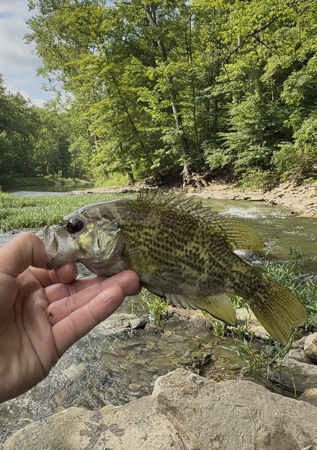 Rock Bass